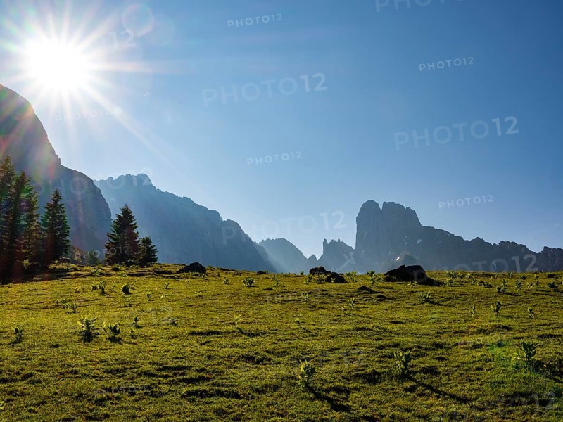 Alpine meadow in front of the peaks of the Gosaukamm