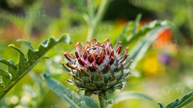 Flowering artichokes in a garden