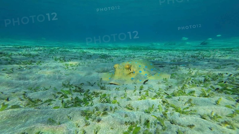 Stingray searches for food at the bottom on sunny day. Blue spotted Stingray or Bluespotted Ribbontail Ray