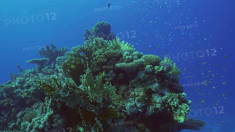 Beautiful tropical coral reef in coral garden in blue deep sea colorful fish swims around reefs