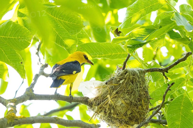 Eurasian golden oriole