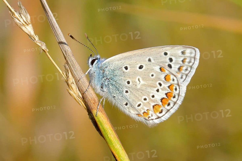 Common blue butterfly
