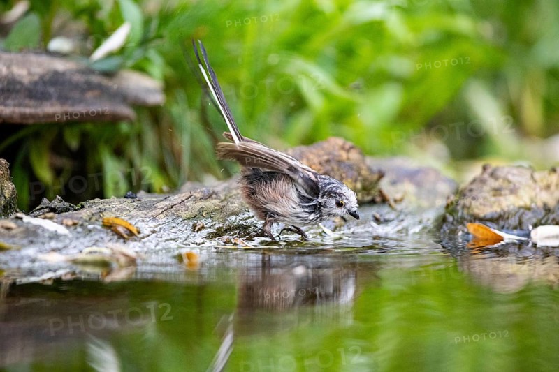 Long-tailed Tit
