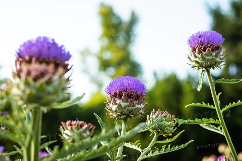 Flowering artichokes in a garden