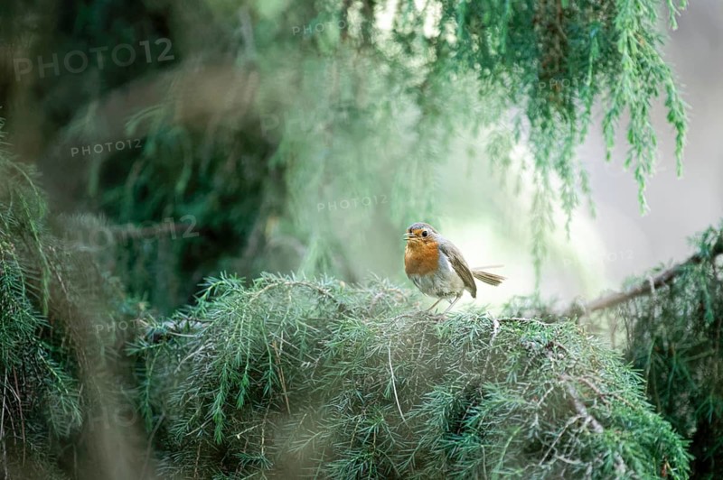 European robin