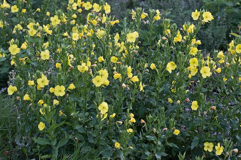 Evening primrose