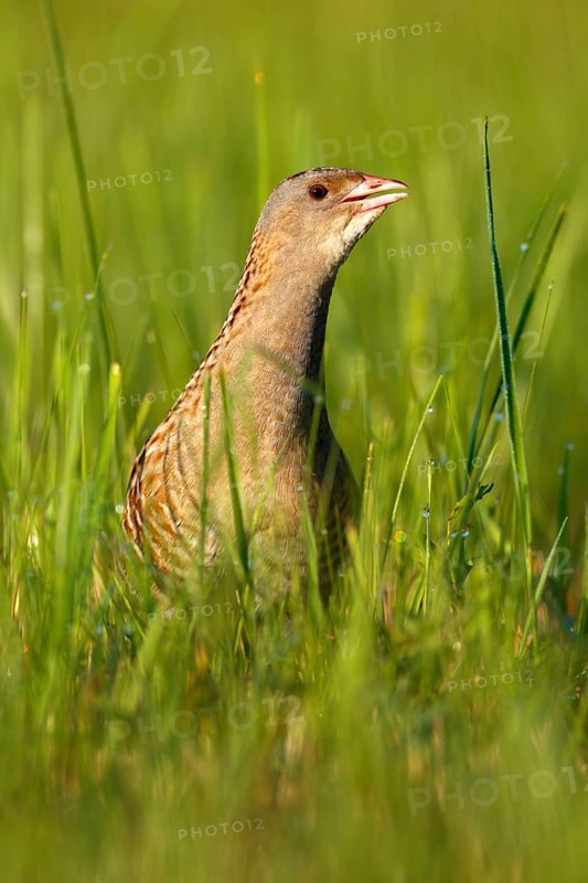 Corn crake