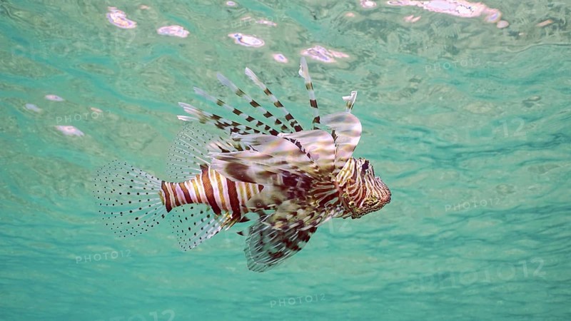 Common Lionfish or Red Lionfish