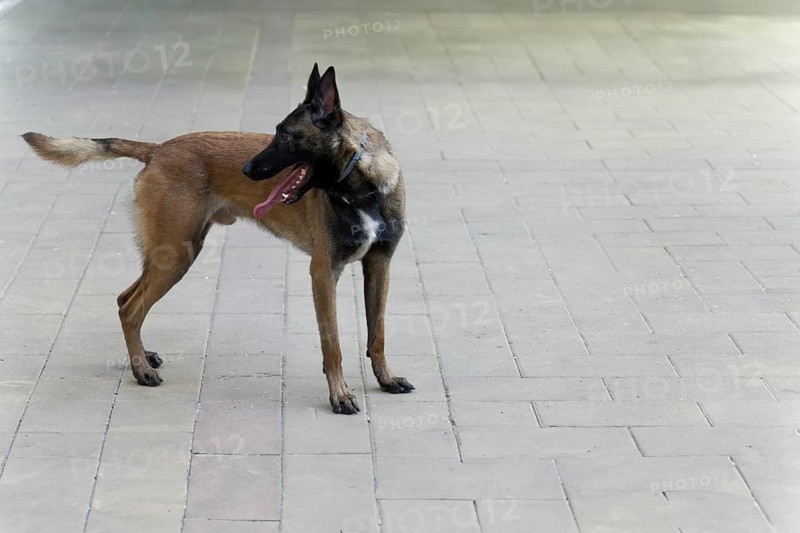 Closeup of a Belgian Shepherd Malinois dog for police work