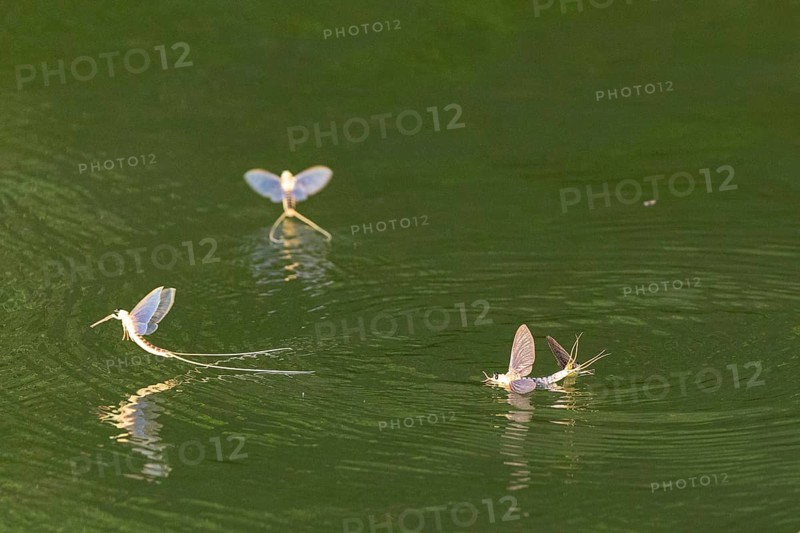 Mayfly