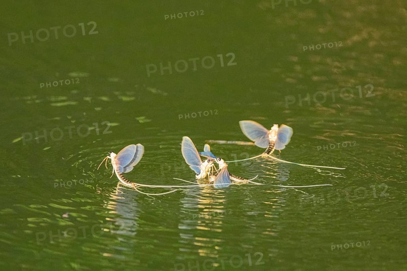 Mayfly