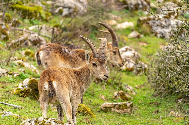 Spanish ibexes