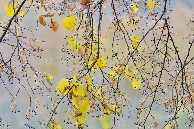 Linden tree