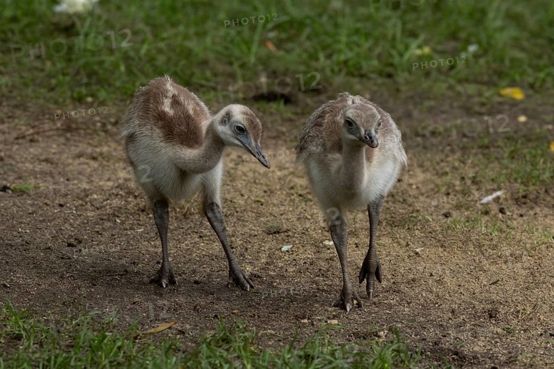 Greater rhea