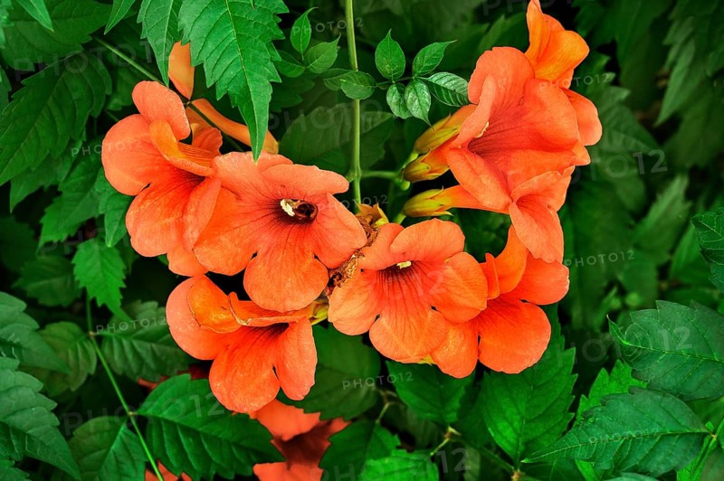 Trumpet creepers