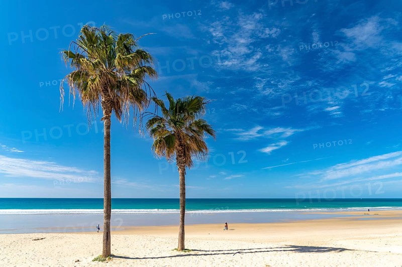Palm trees on the beach of Conil de la Frontera