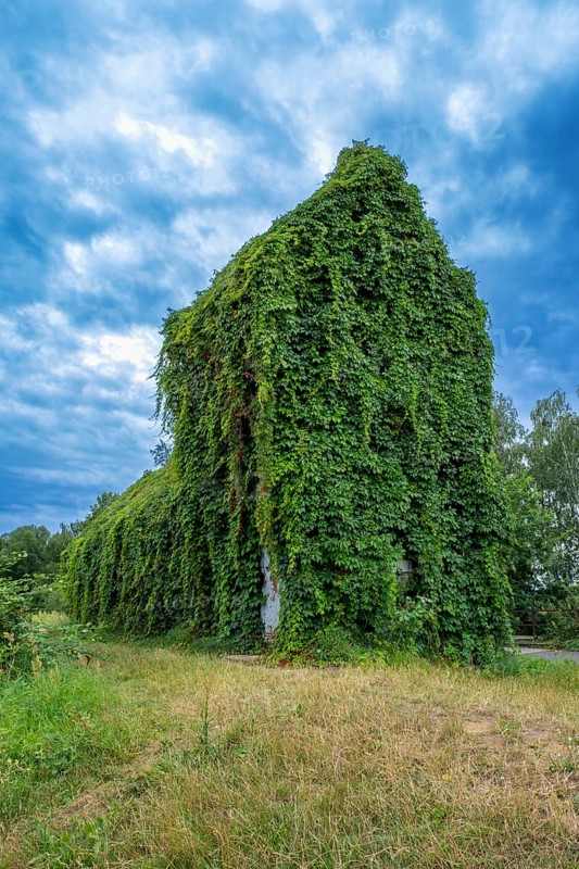House overgrown with wild vines in the Spreewald near Luebben