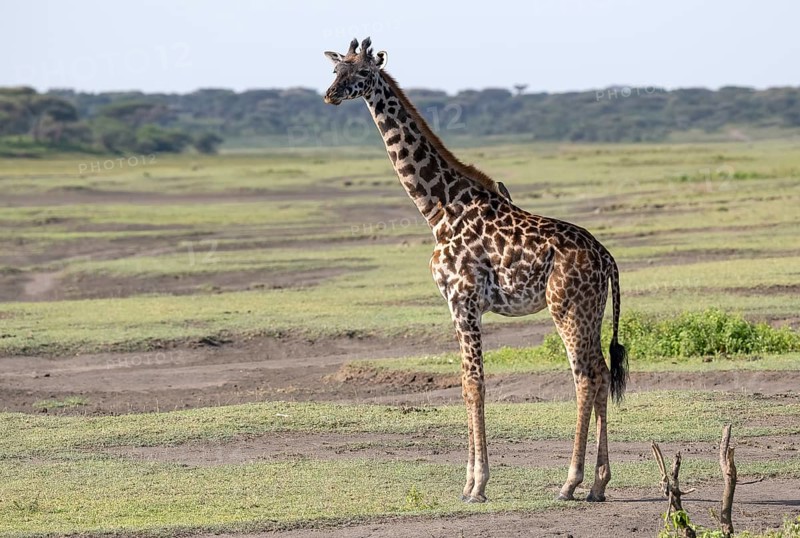 Masai giraffe