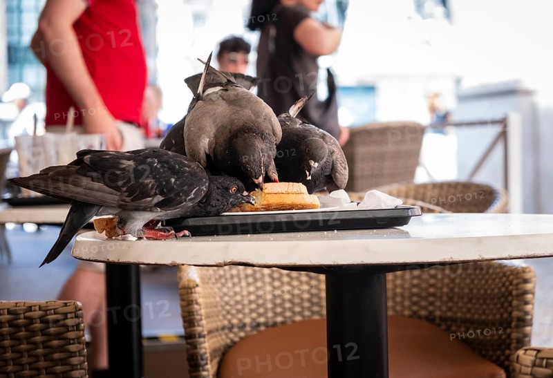 Pigeons eating a sandwich left by humans on the terrace of a restaurant