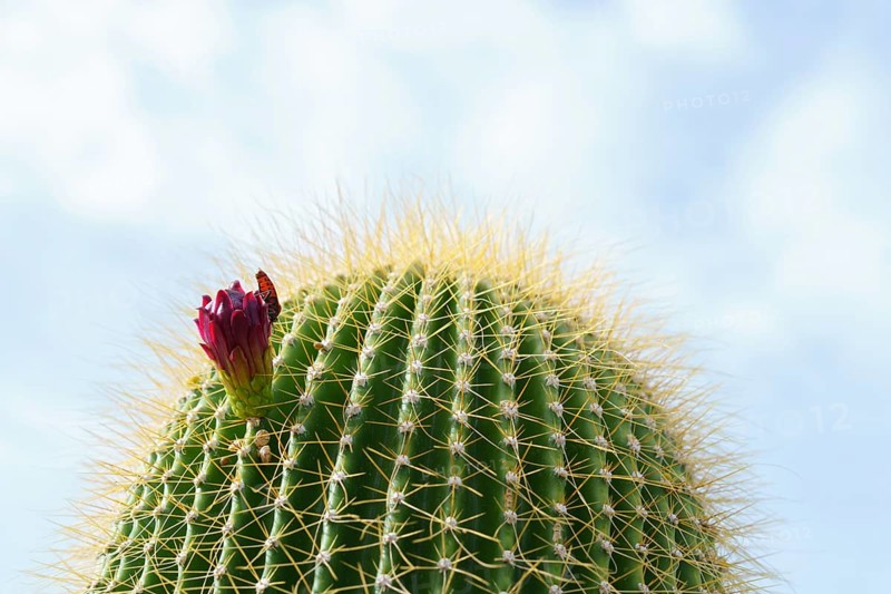 Close-up of a Neobuxbaumia Polylopha cactus with colorful flowers