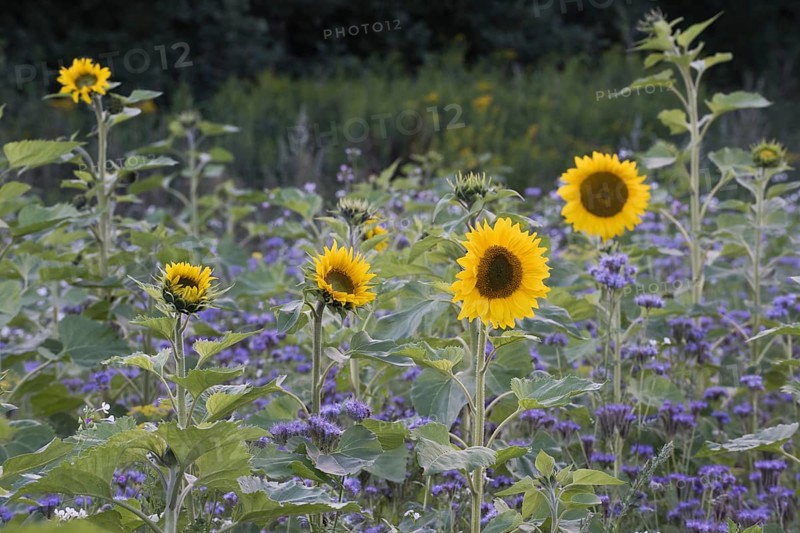 Sunflowers