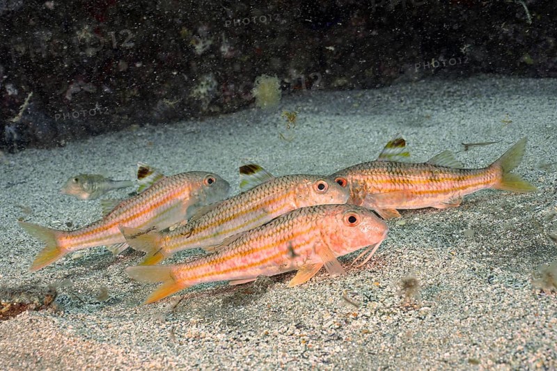 Several specimens of striped red mullet