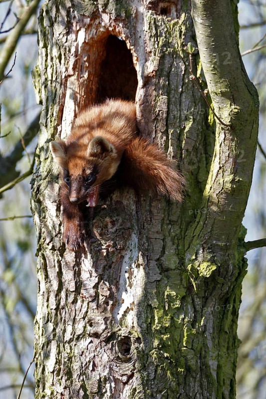 Pine marten