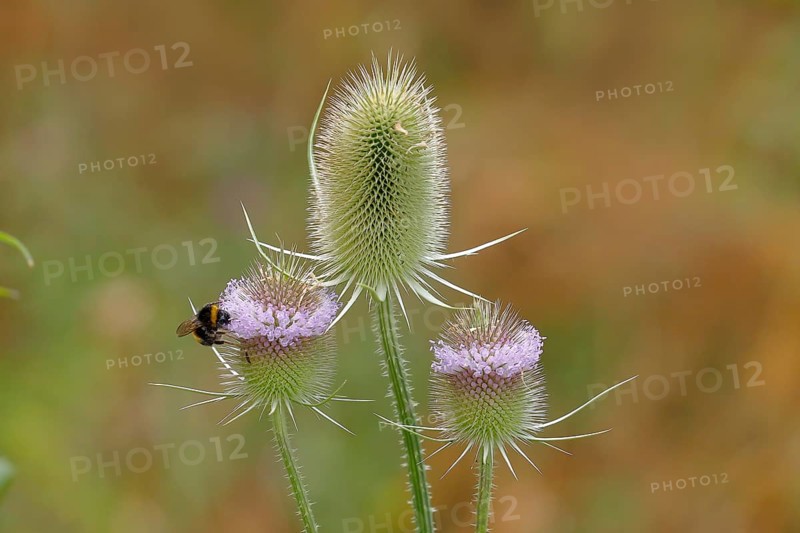 Wild teasel