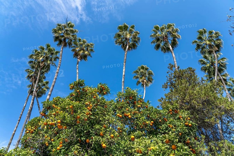 Oranges and palm trees in Maria Luisa Park