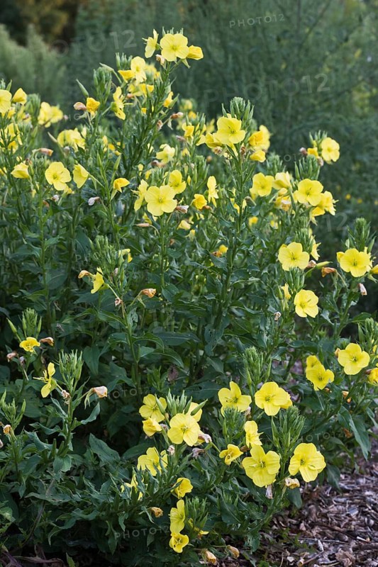 Evening primrose