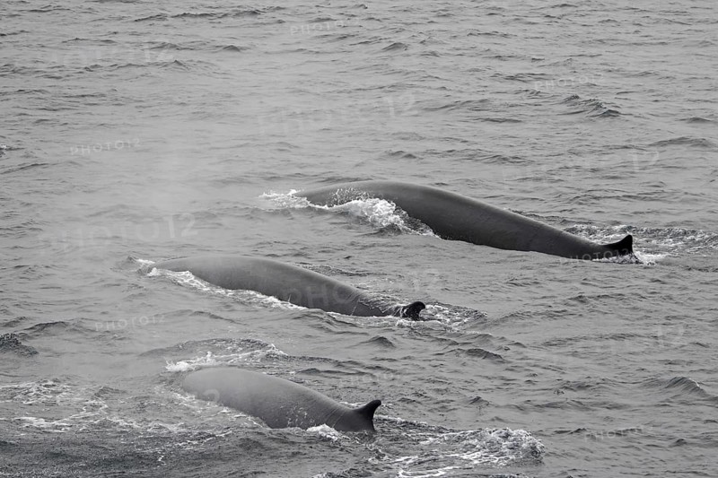 Three fin whales
