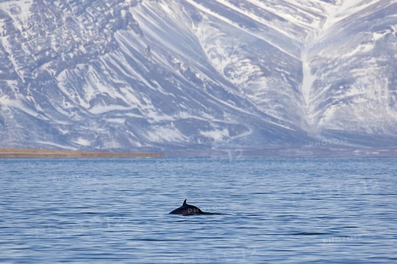 Northern minke whale