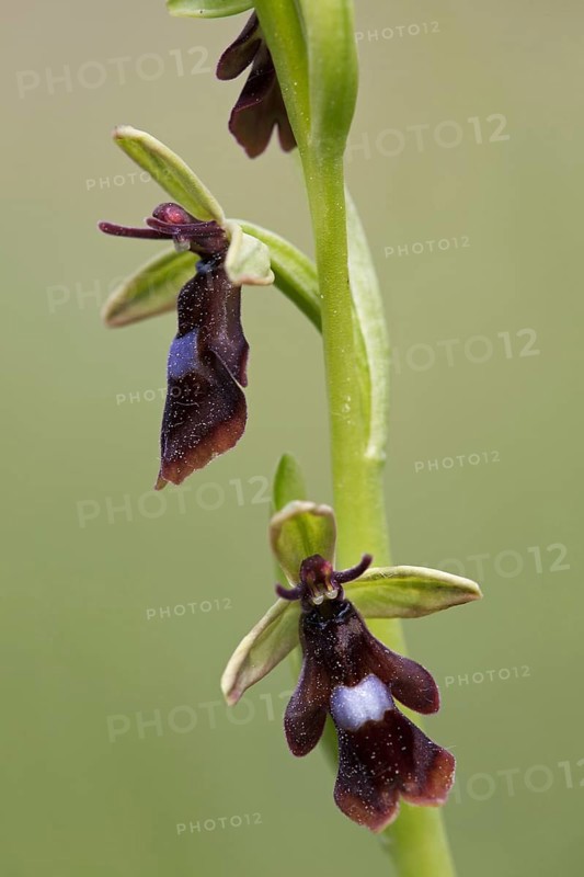 Fly orchid