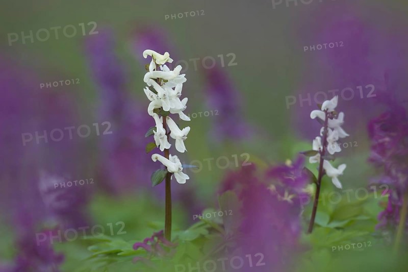 Bulbous Corydalis
