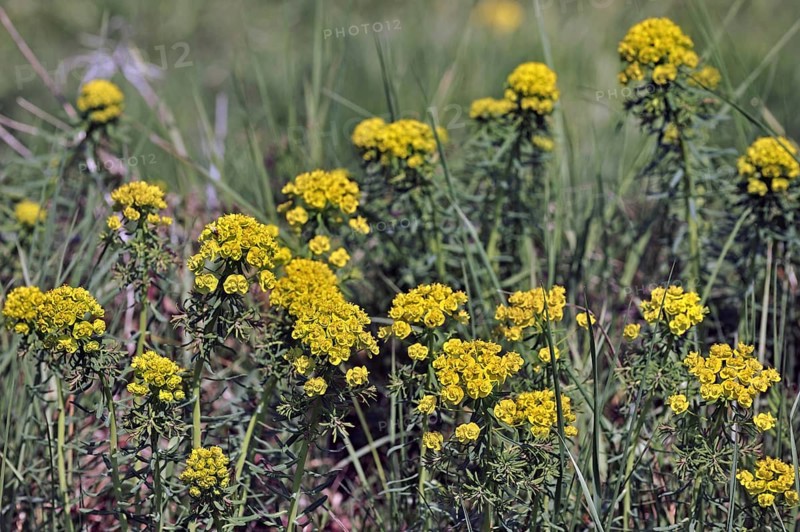 Cypress spurge