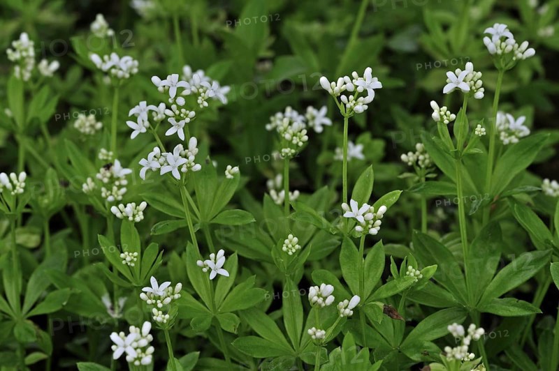Sweetscented Bedstraw