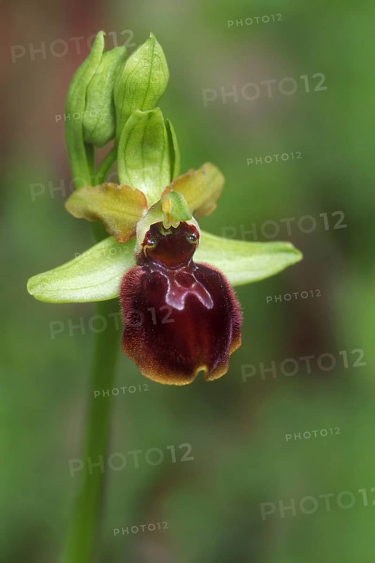 Early spider-orchid