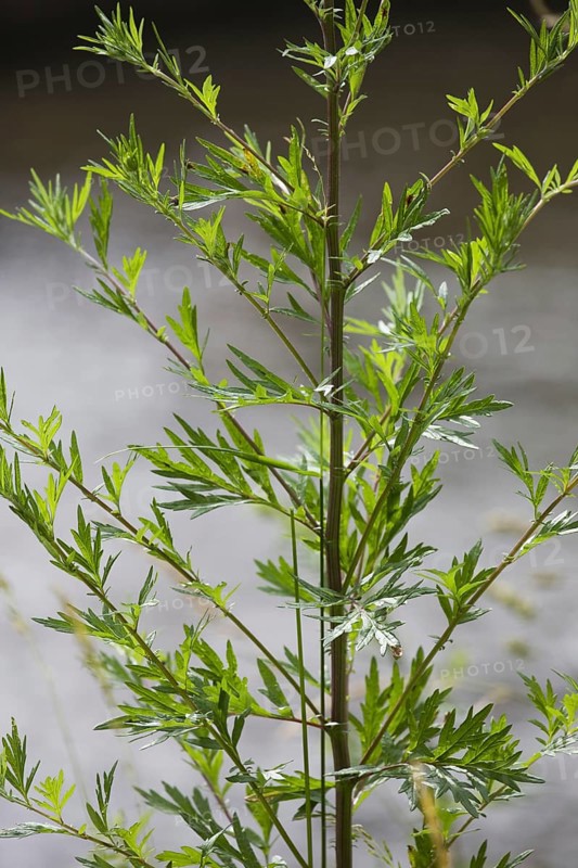 Mugwort
