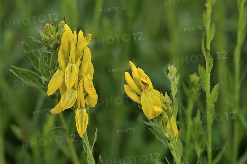 Dyer's Broom