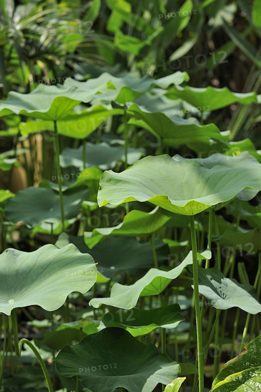 Indian Lotus