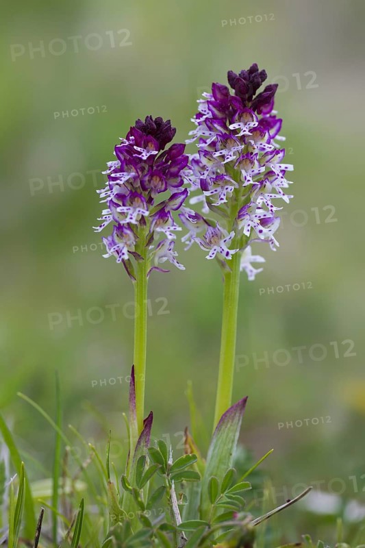 Burnt orchids