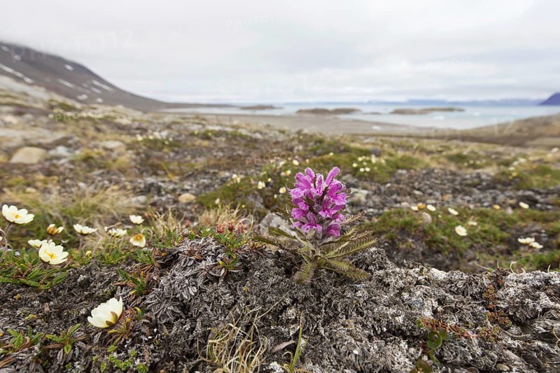 Woolly lousewort