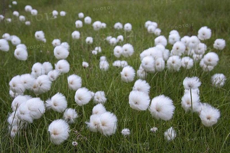 Polar White Cottongrass