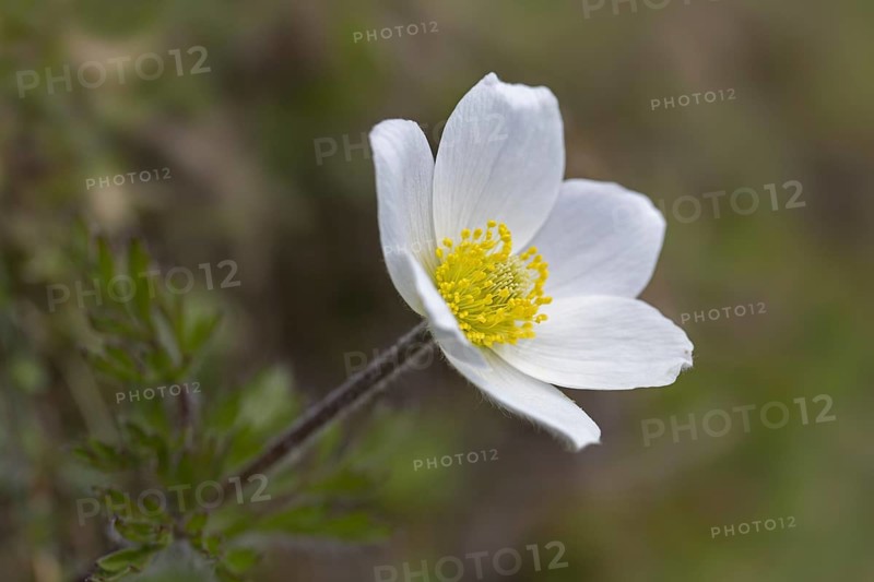 Alpine pasqueflower