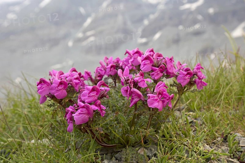 Long-nosed lousewort