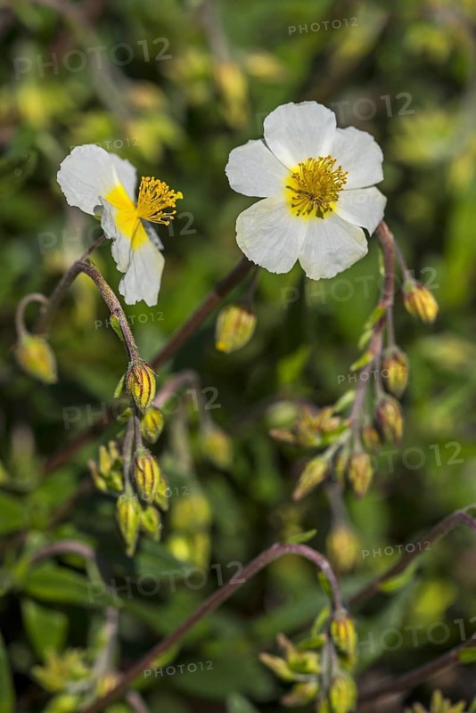 Common rock-rose