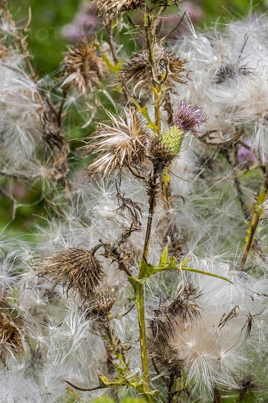 Seeds and seedheads
