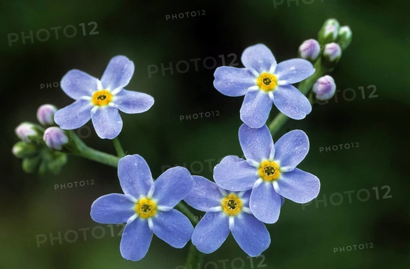 Water Forget-me-not