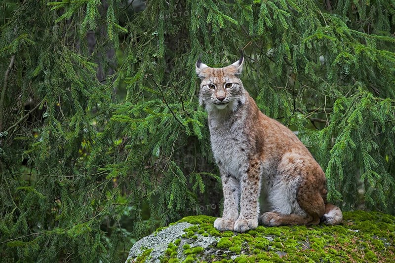 Eurasian lynx