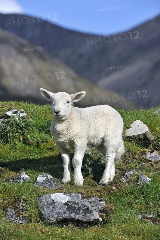 Cheviot sheep